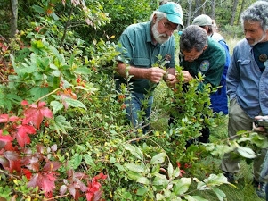 men inspecting at a bush