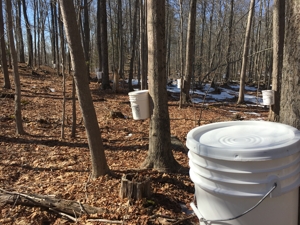 sap buckets on trees