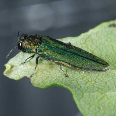 CT Emerald Ash Borer Survey | Connecticut Forestry